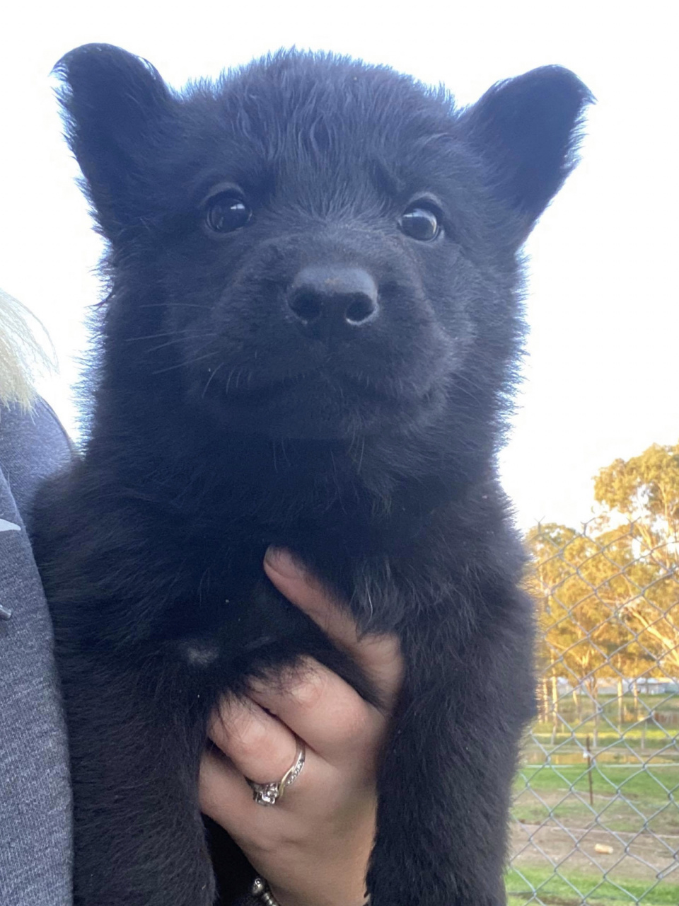 关于德牧 德牧真的长得很快,从刚抱回来时的小黑熊样子一下子就长成了