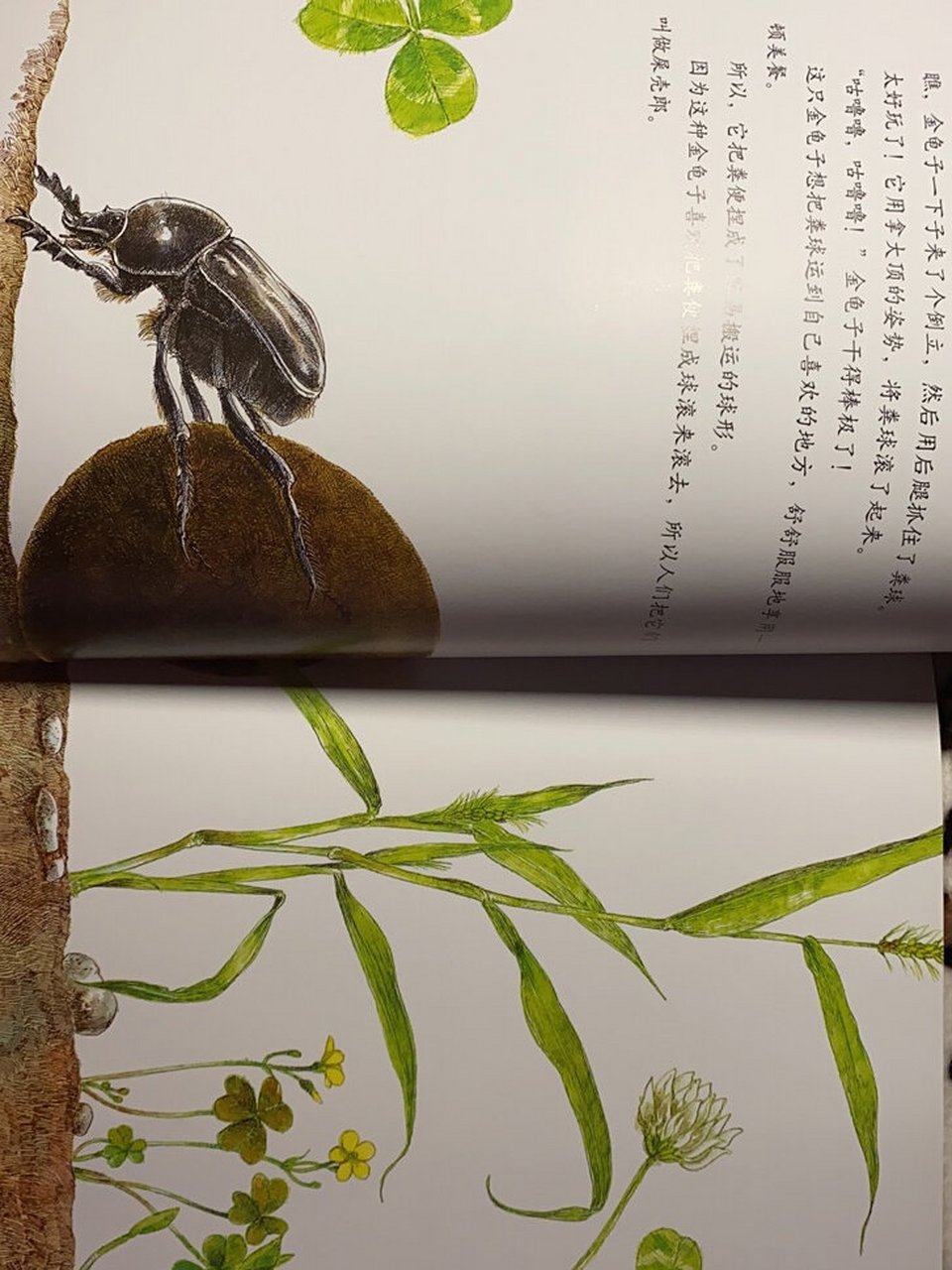 分享最美法布尔昆虫记之屎壳郎 99  99   99 92今天分享的这