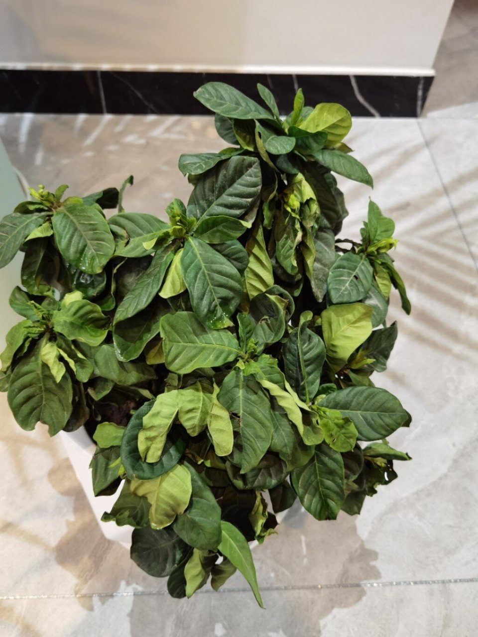 栀子花叶子干了 买回来后记得浇水了,两天没回来,一回家发现花成这个