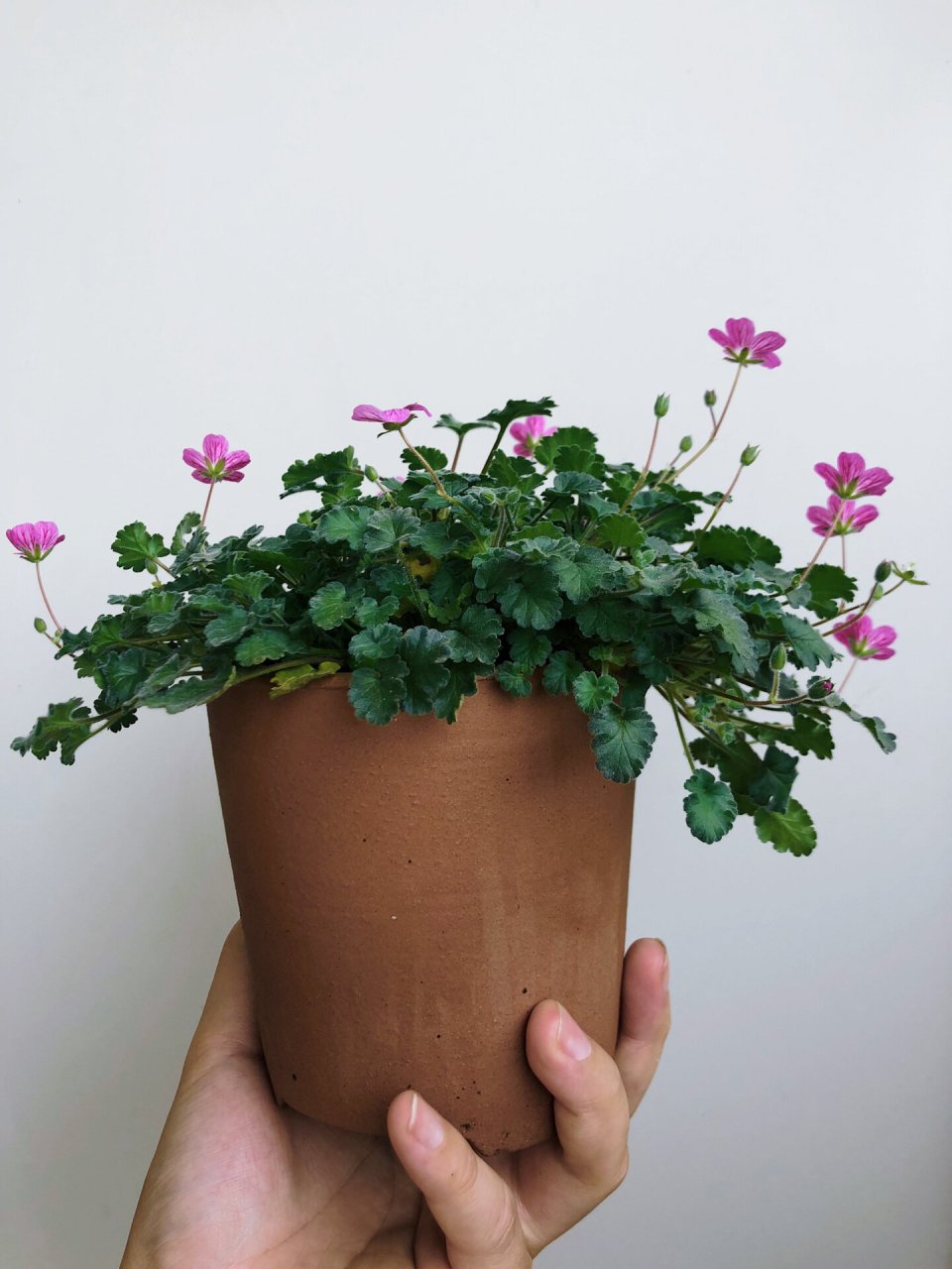 春天灿烂  夏天摆烂的花—姬风露草       迷你可爱的姬风露草,开花小