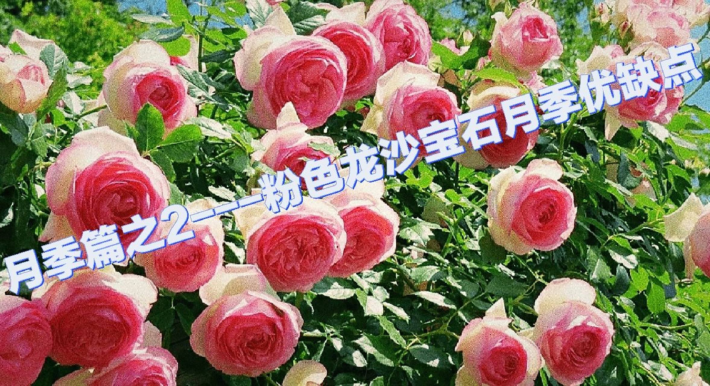 粉色龙沙宝石月季优缺点 粉色龙沙宝石,又被花友们亲切地称为"粉 ""