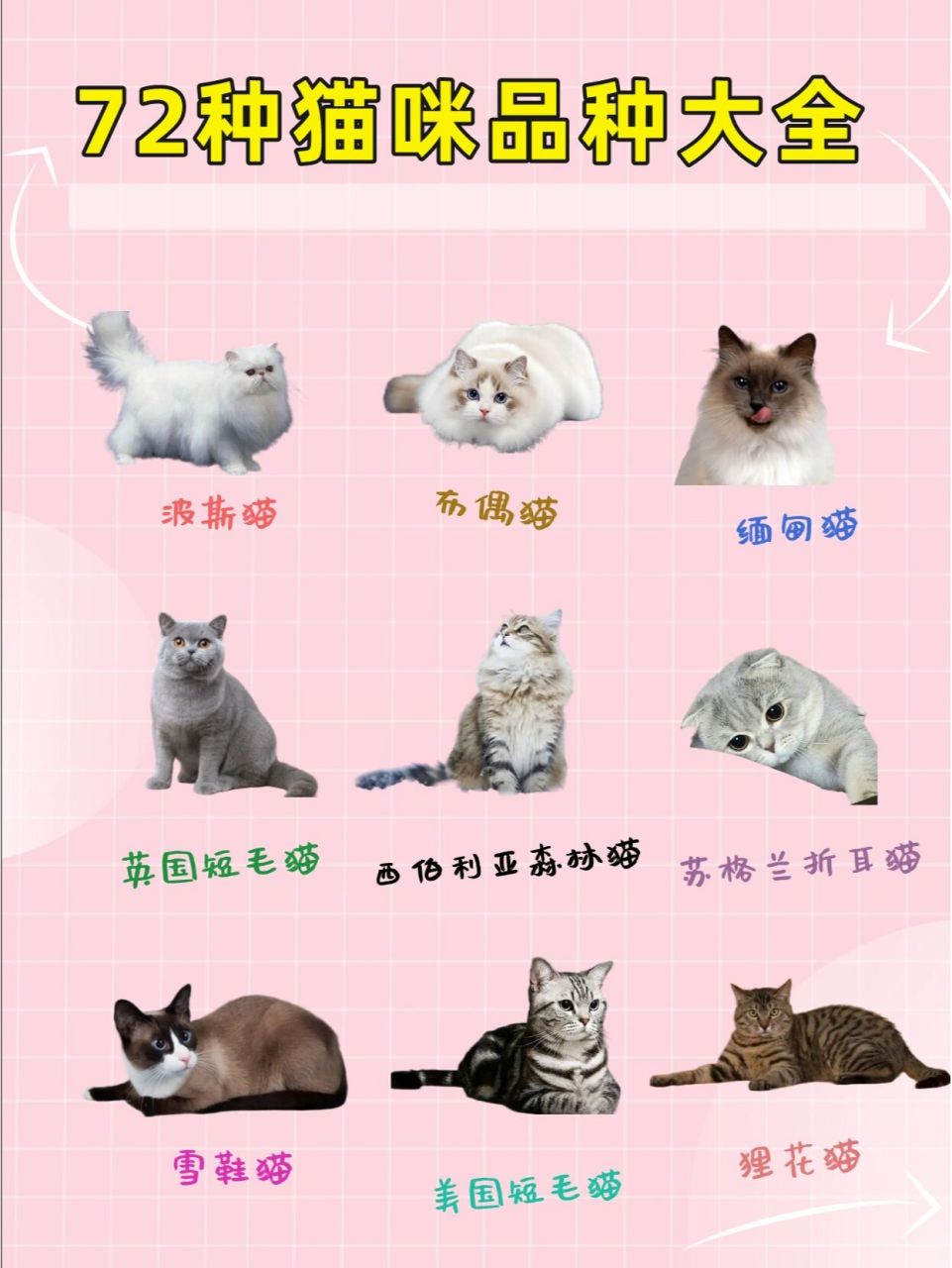 1,波斯猫 波斯猫有一张讨人喜爱的面庞,长而华丽的背毛,优雅的举止