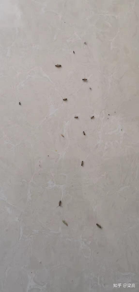 蟑螂幼虫吃不吃胶饵