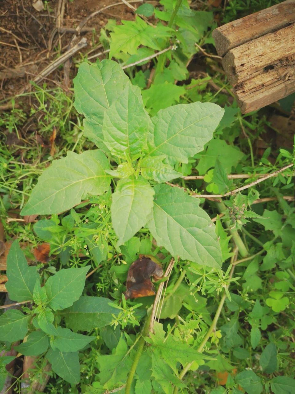 扣子菜(龙葵)  在老家的好处就是每天都能吃到野菜啦.