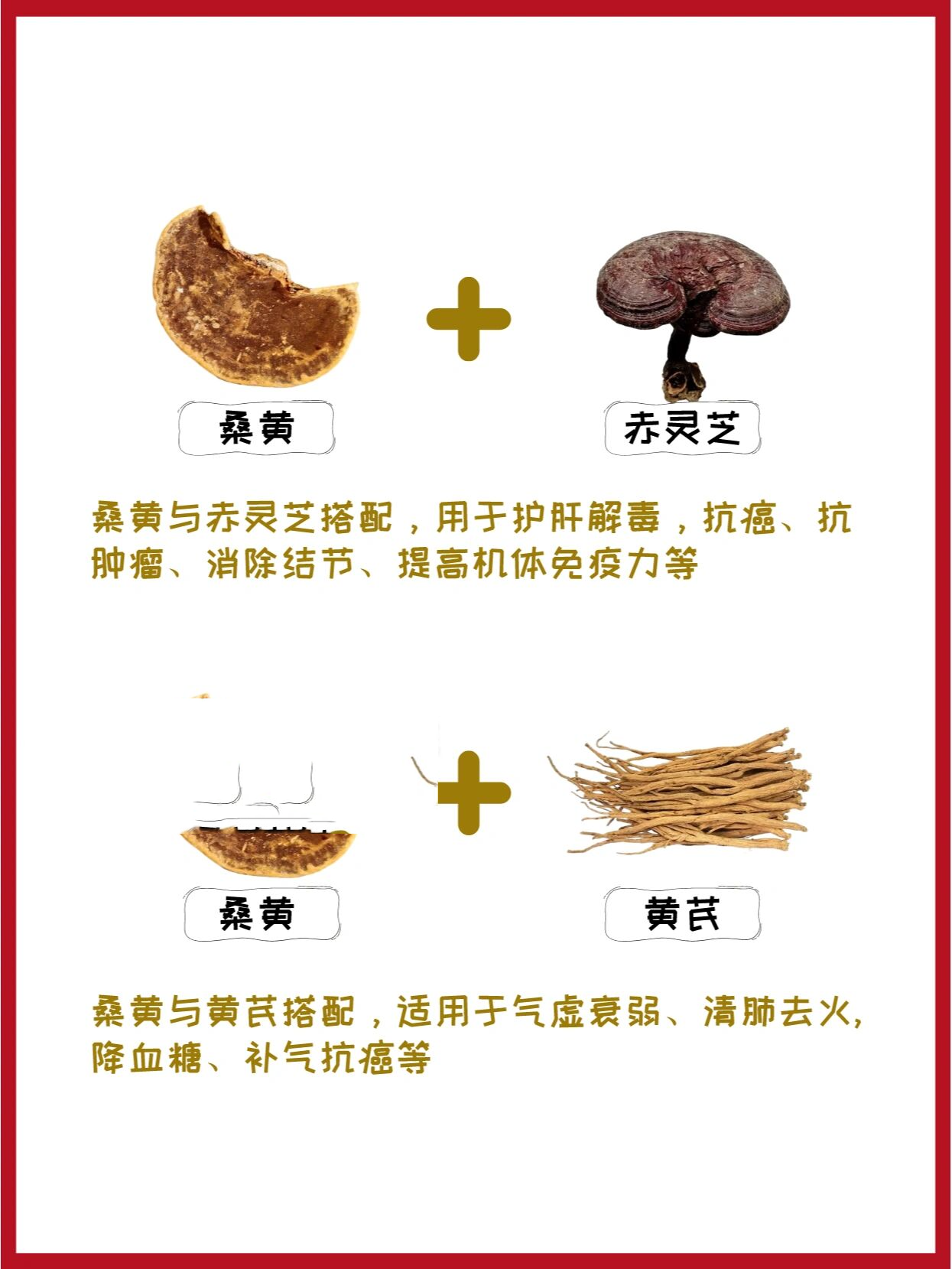 桑黄常见的7种中药配伍,桑黄如何搭配食用 92桑黄与赤灵芝搭配,用于