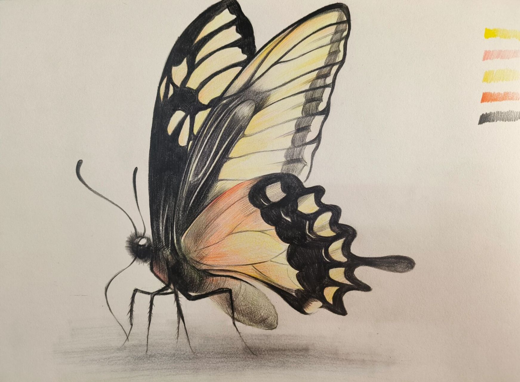 适合初学者临摹的彩铅动物系列蝴蝶