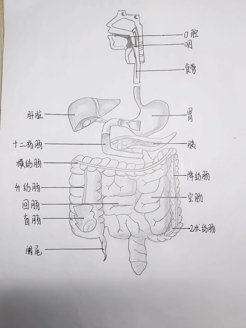 解剖图——消化系统和肝脏