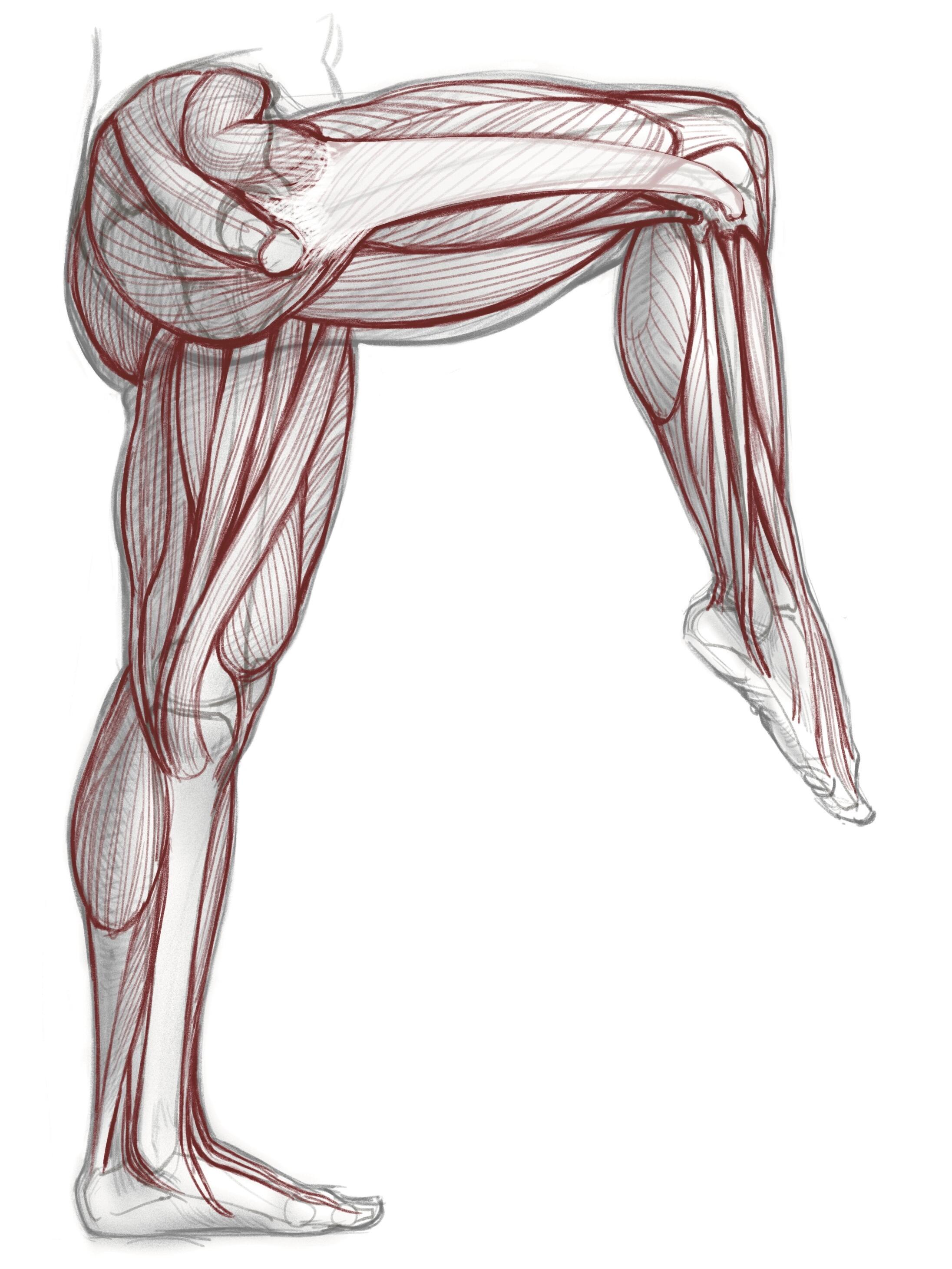 人体# #庆行艺用人体结构# #绘画过程# #人体形态学# #美化腿部线条