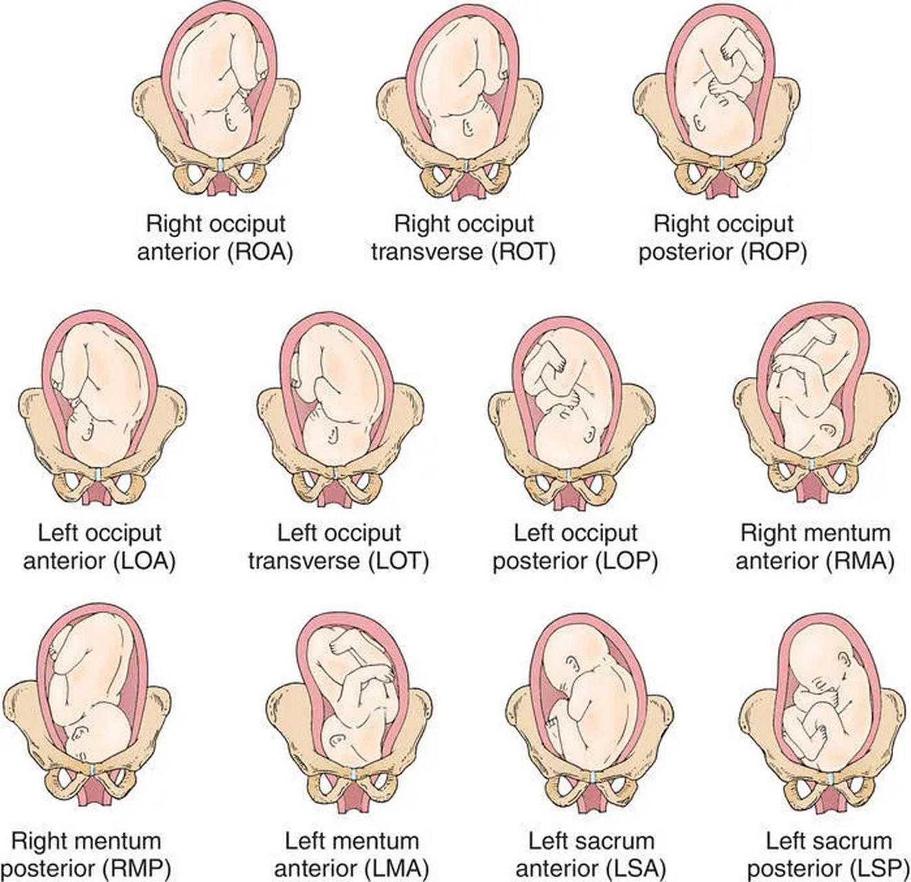胎儿在肚子里的姿势和位置 当检查的时候可以摸到他的背是硬的部分,软
