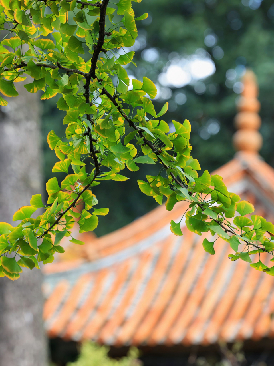 昆明西山华亭寺图片