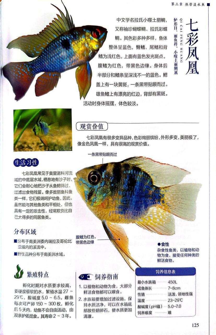 【热带淡水鱼图鉴】七彩凤凰鱼&地图鱼 介绍七彩凤凰鱼及地图鱼的生活