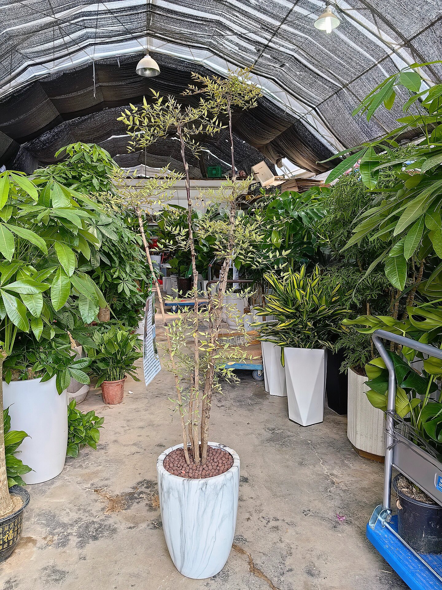 老桩造型南天竹艺术禅意网红绿植盆栽造景树