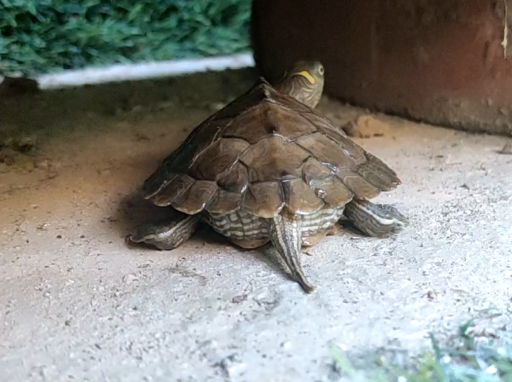 地图龟为什么叫龟中哈士奇长得也不像啊