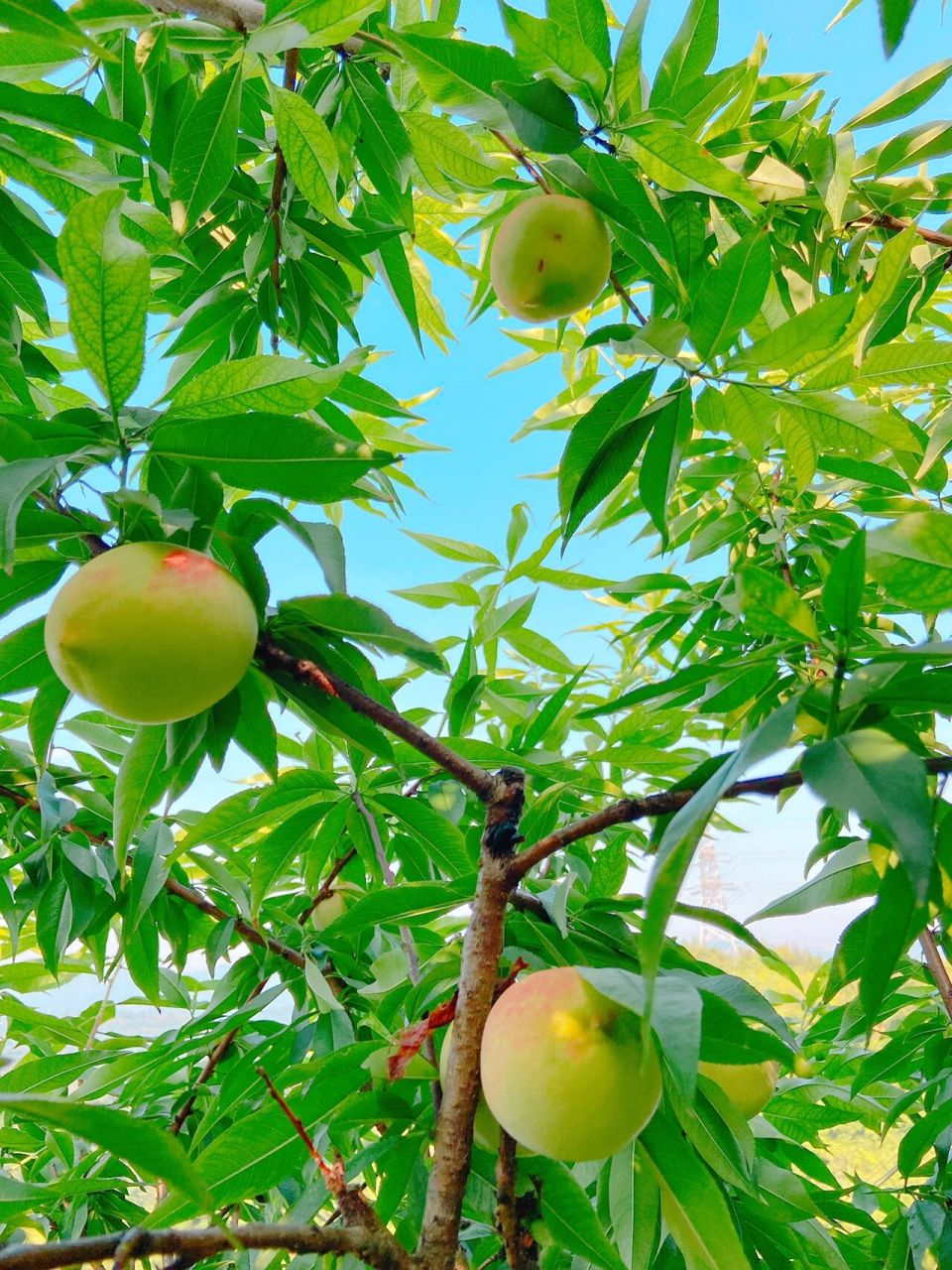 桃子99青的红的都一样超级甜,可以先尝后摘,不甜不要钱.