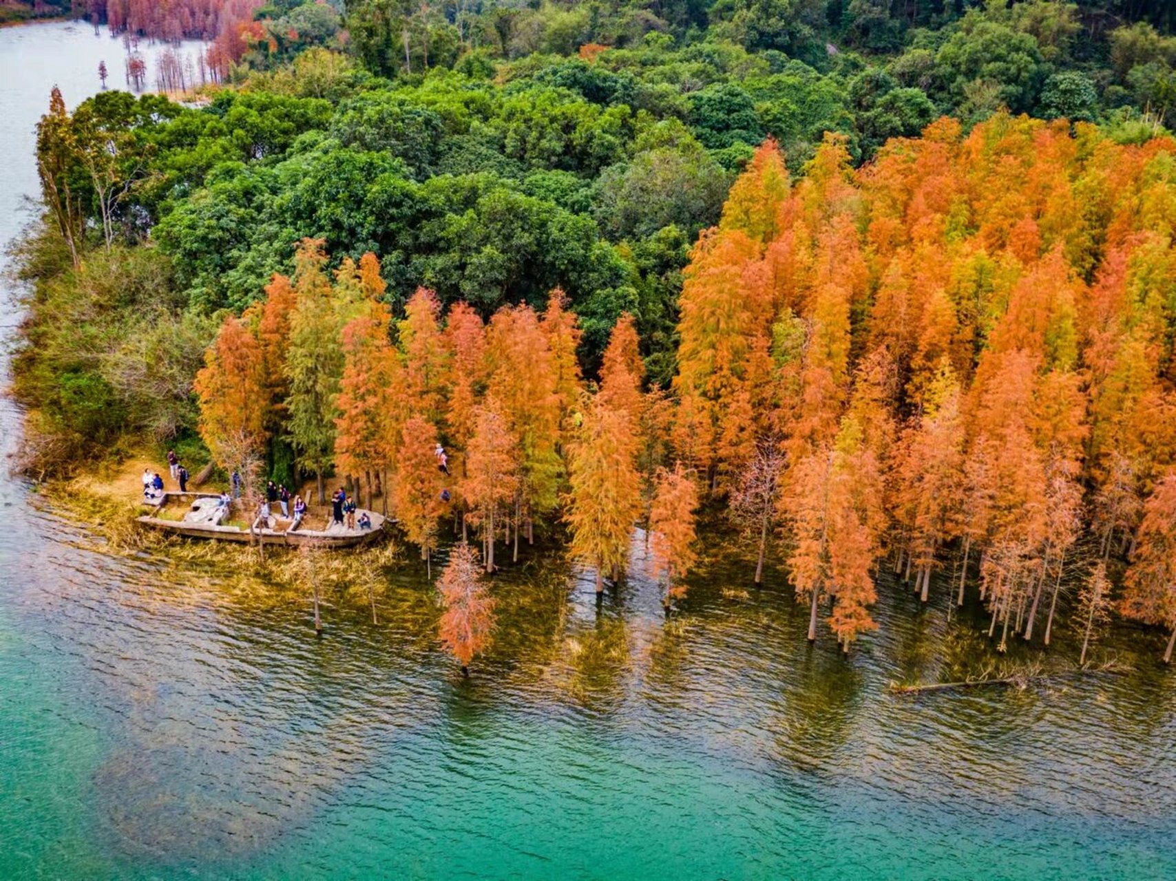 中山版小九寨沟02|02绝美水杉林 中山五桂山自然风景区:水杉林