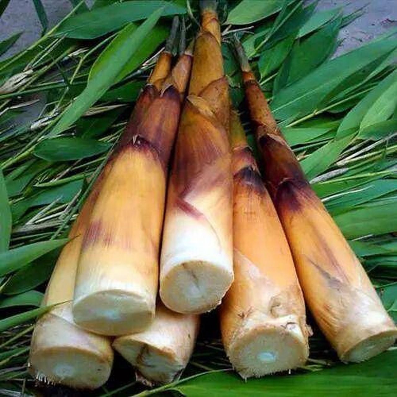 春天里最爱的食物   春天里最爱的食物 乐山苦笋 每年的4-5月才能吃到