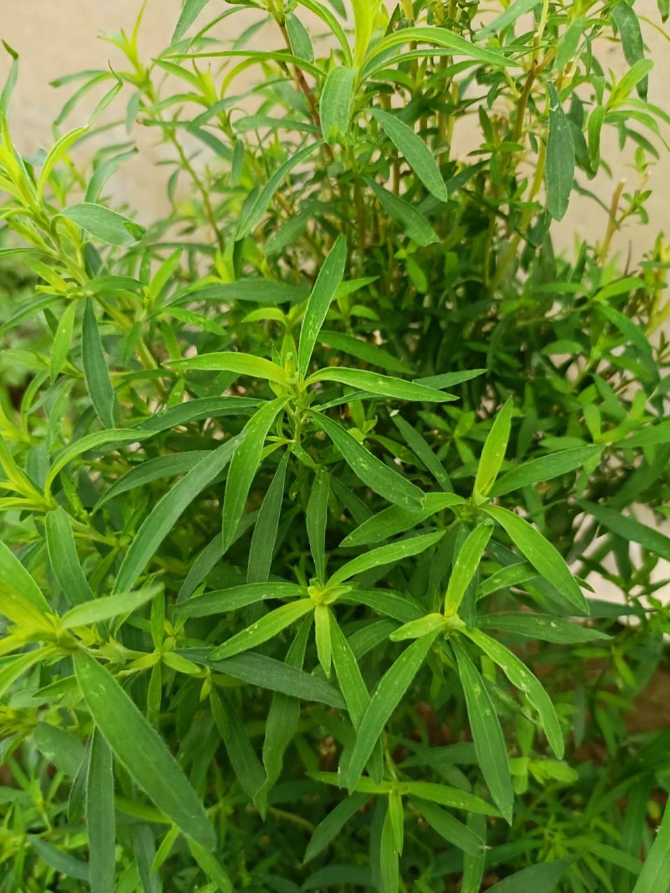 植物扫帚苗  我们石家庄叫这种植物扫帚苗,可以吃.