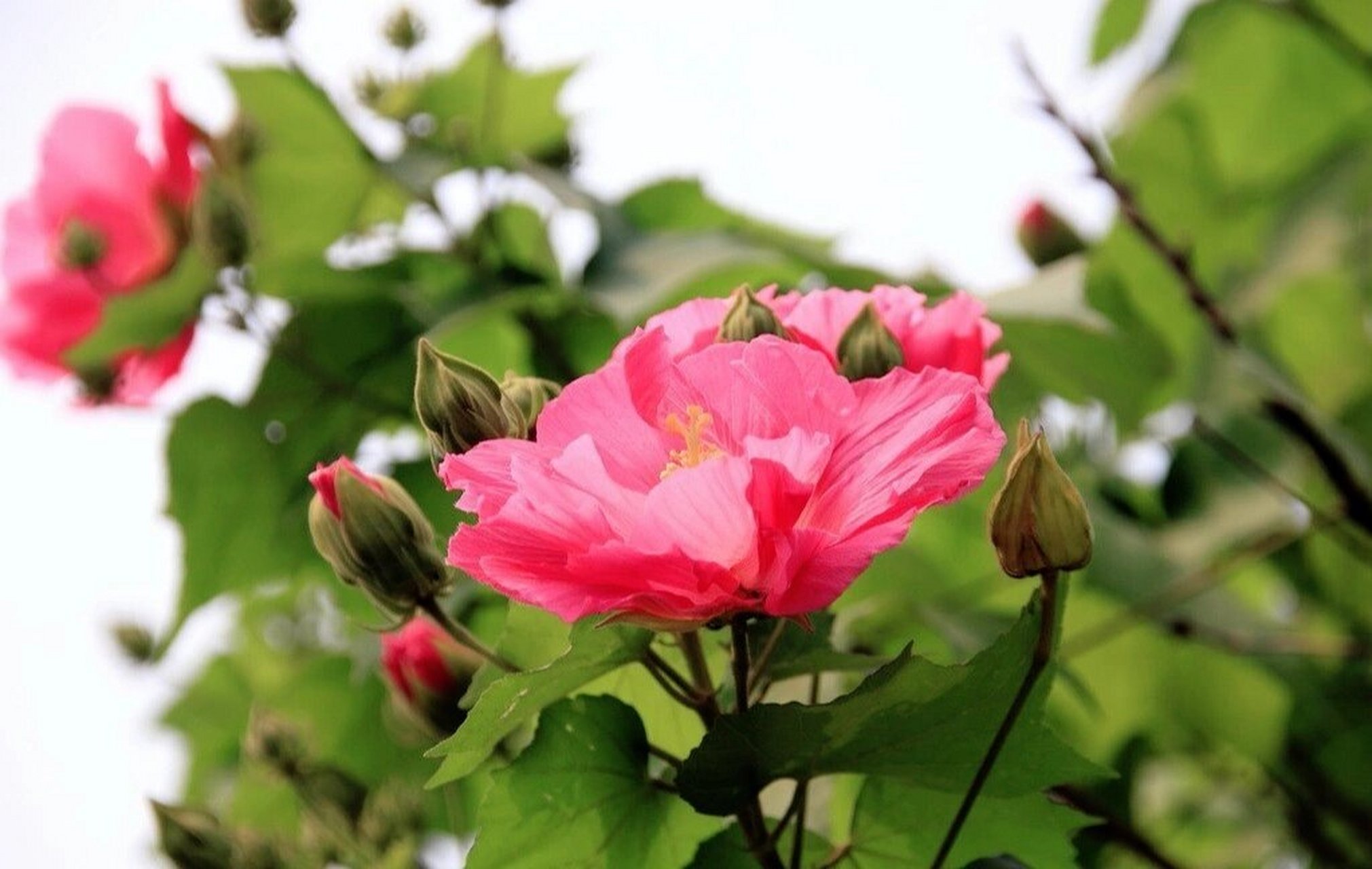 木芙蓉,別名:三變花,木蓮,芙蓉花 城頭盡種木芙蓉,秋日盛開似錦繡.