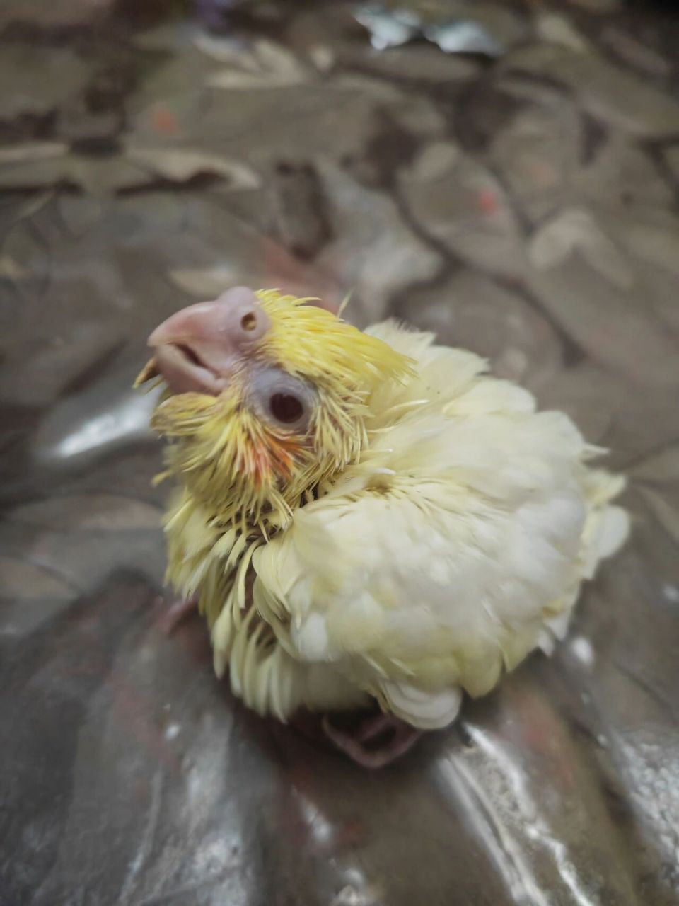 20多天的玄凤鹦鹉宝宝,总是嗉囊还没消化完(图片嗉囊的量,没有结块)就