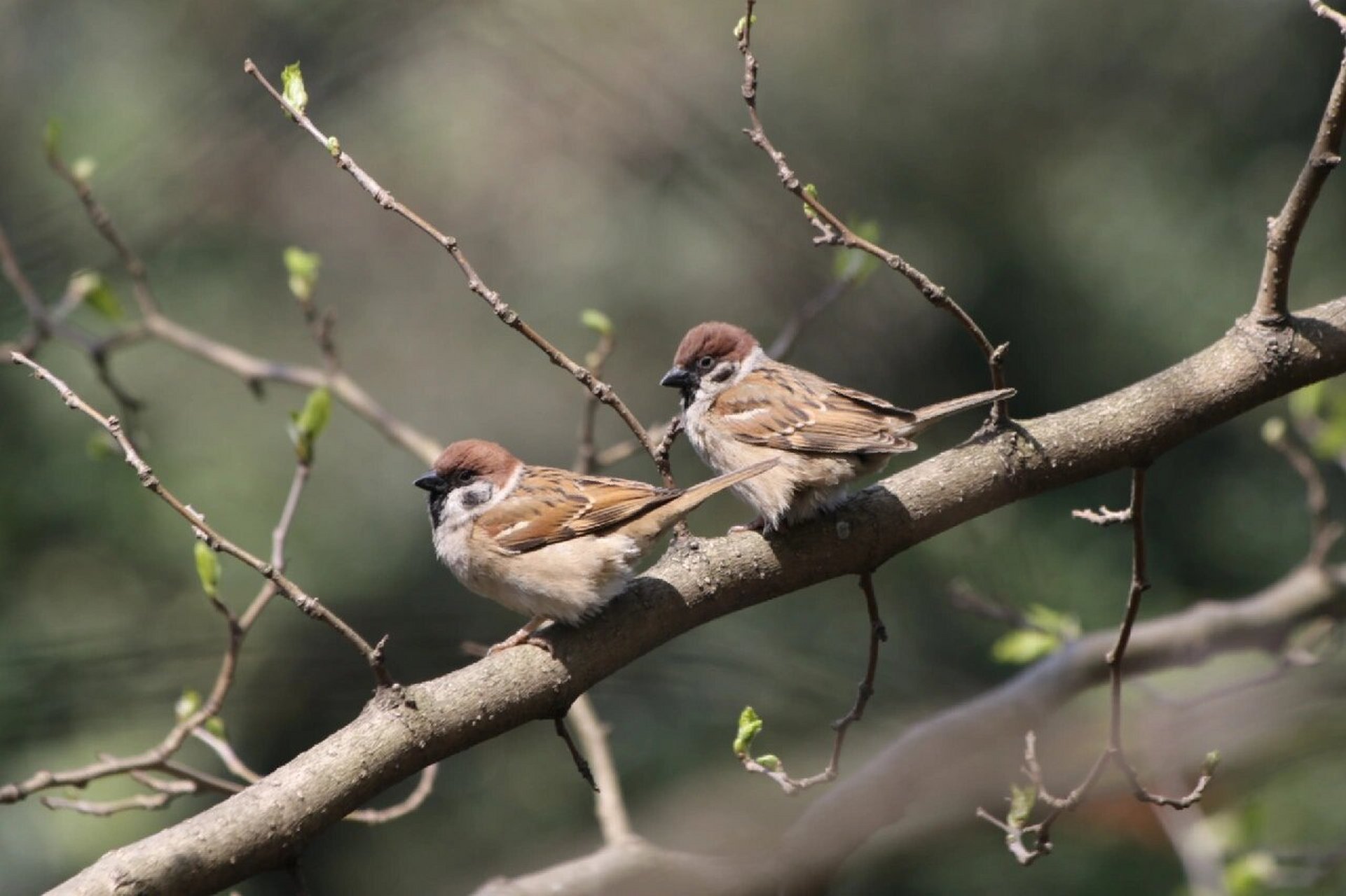 上海的鸟003 | 麻雀 eurasian tree sparrow 麻雀(英文名: eurasian