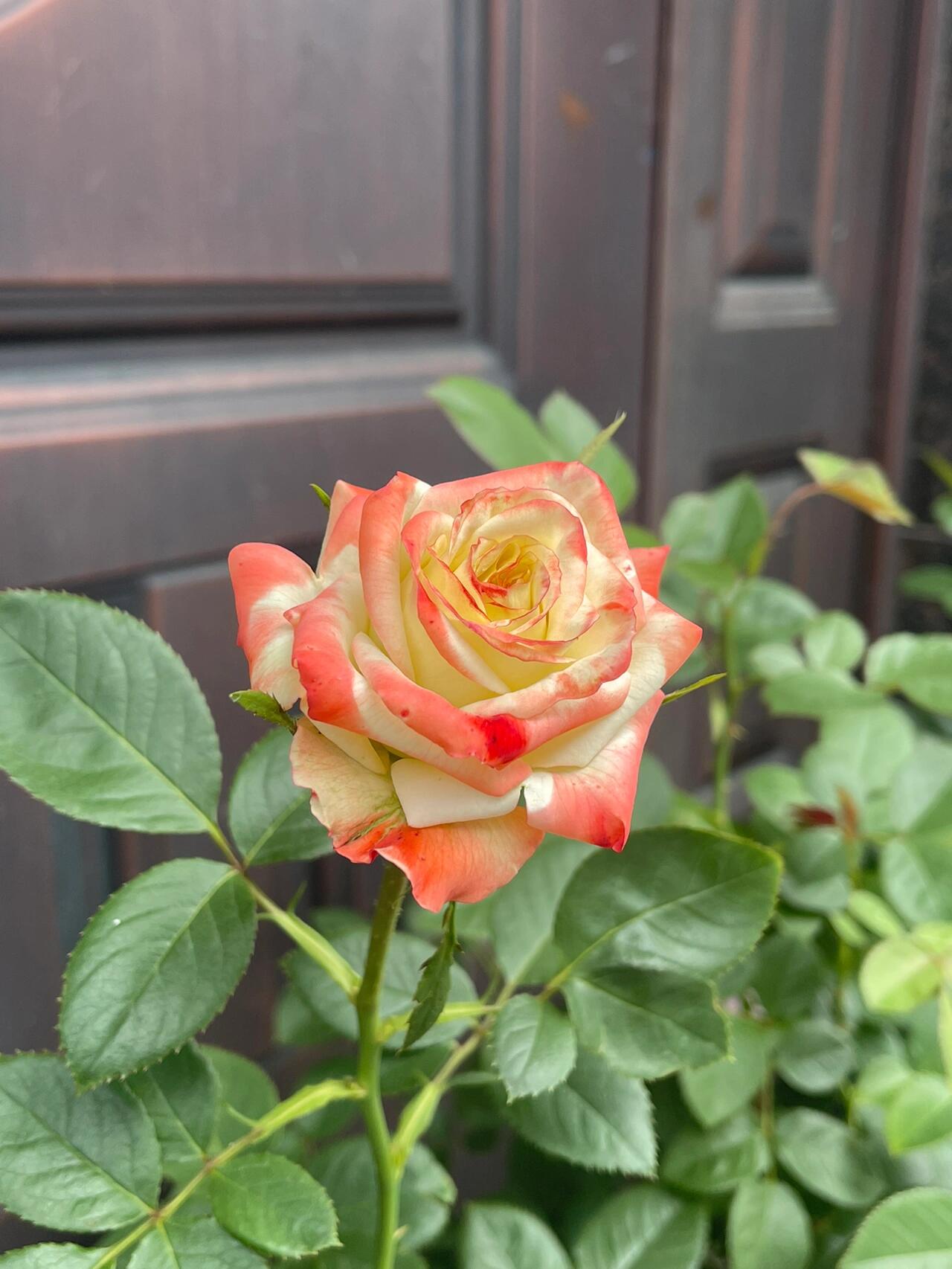 月季|复古晕染的法拉皇后