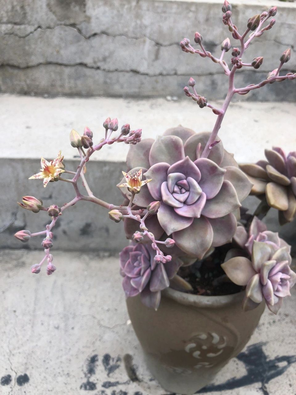 紫乐开花98 虽然知道多肉花剑影响生长,但开花还真的挺好看