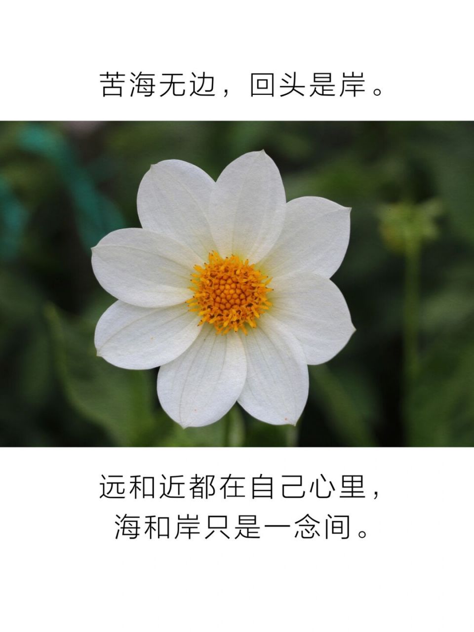 苦海无边,回头是岸 #禅悟人生