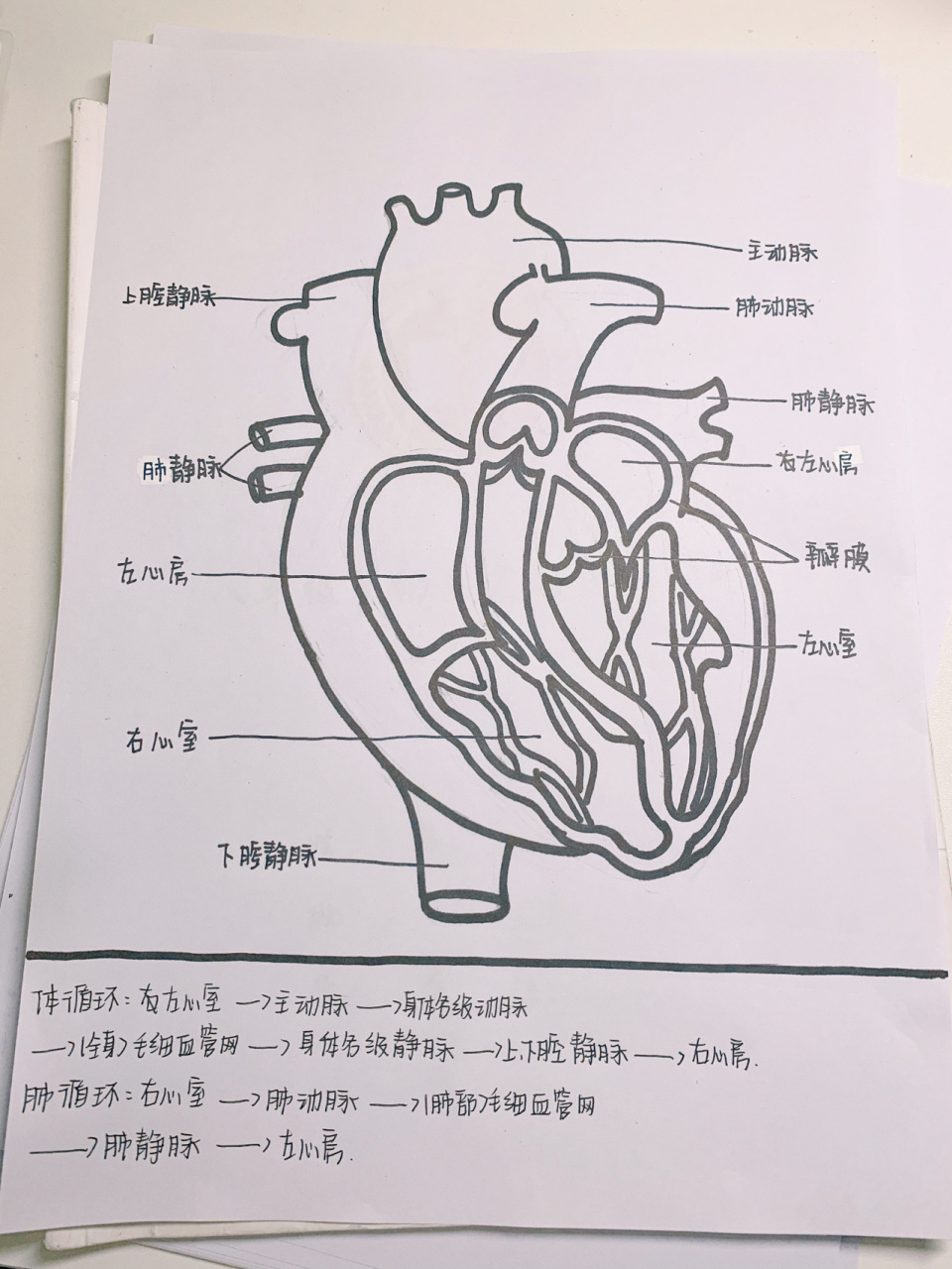生地会考复习 8215心脏解刨图