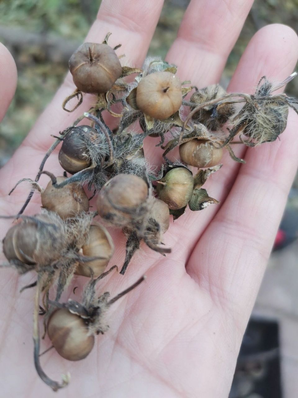 田野科普:这是牵牛花的种子.