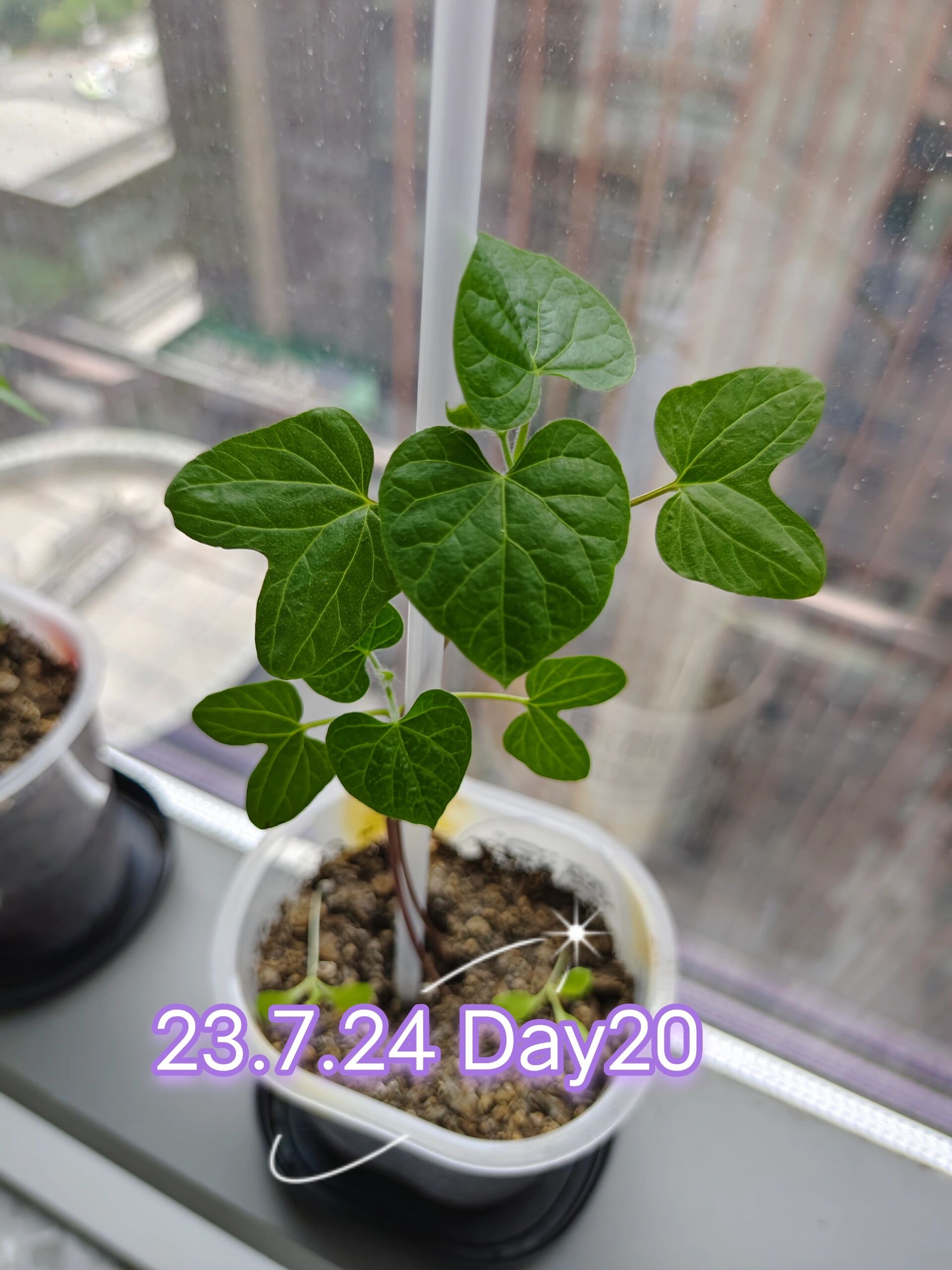 牵牛花生长记录day20 叶子越来越大了