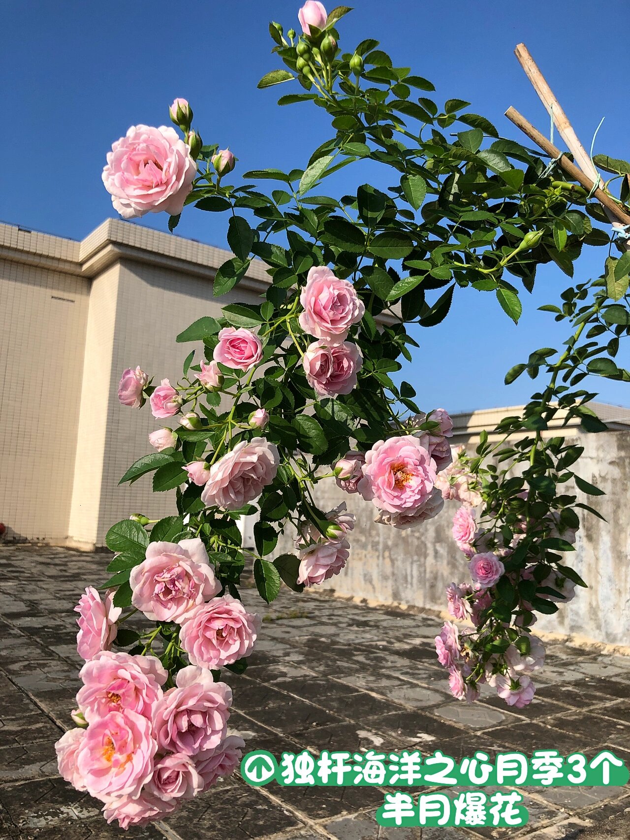 两广优秀月季推荐～独杆海洋之心3个半月爆花 这棵海洋之心月季6月