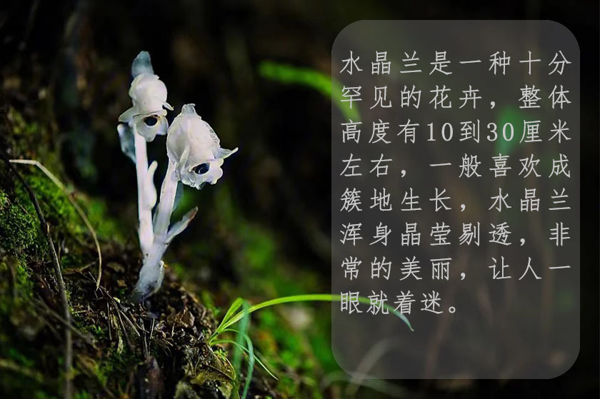 世界上花语最恐怖的花 水晶兰