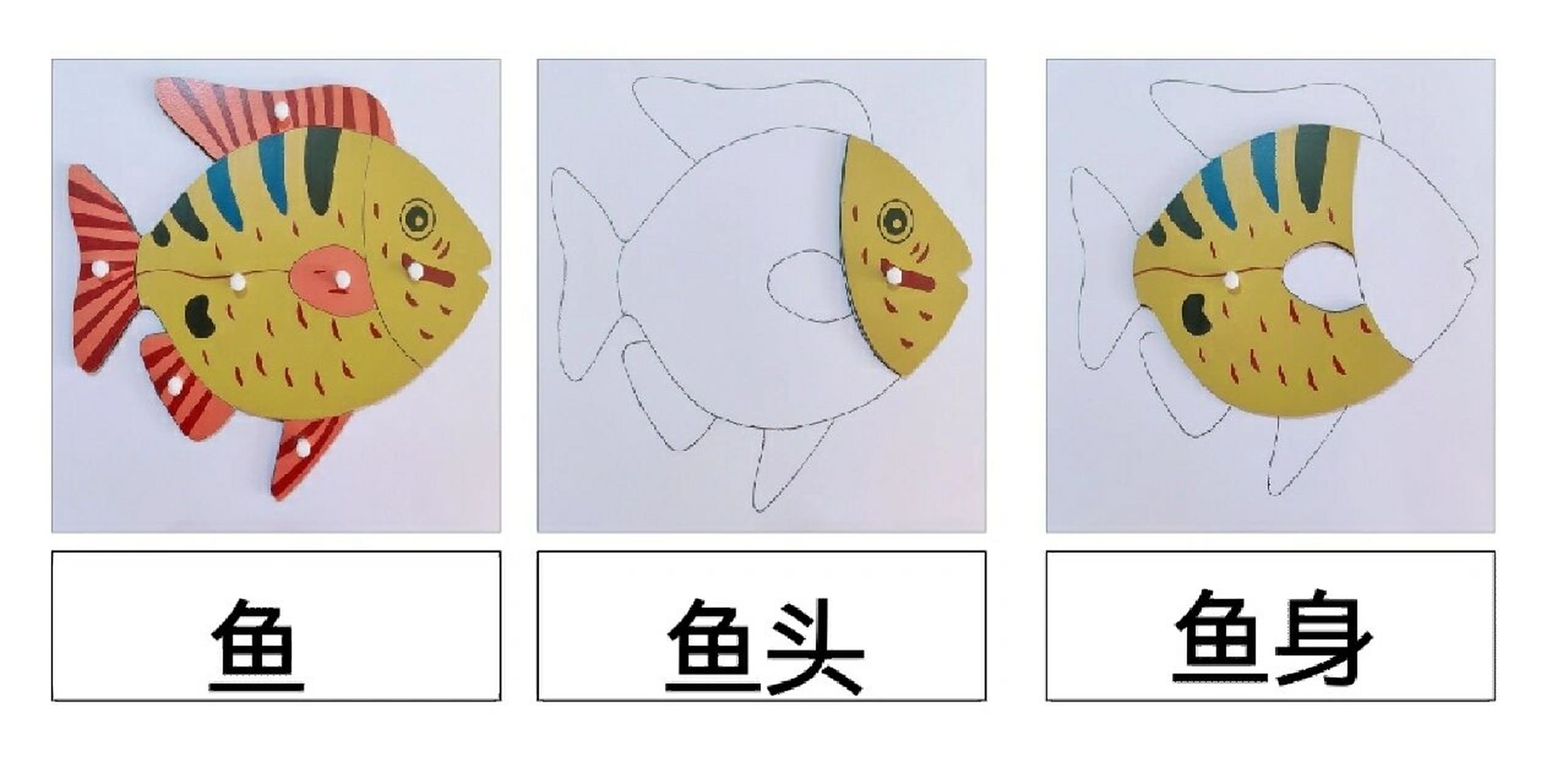 "鱼"的嵌板. 认识鱼类.