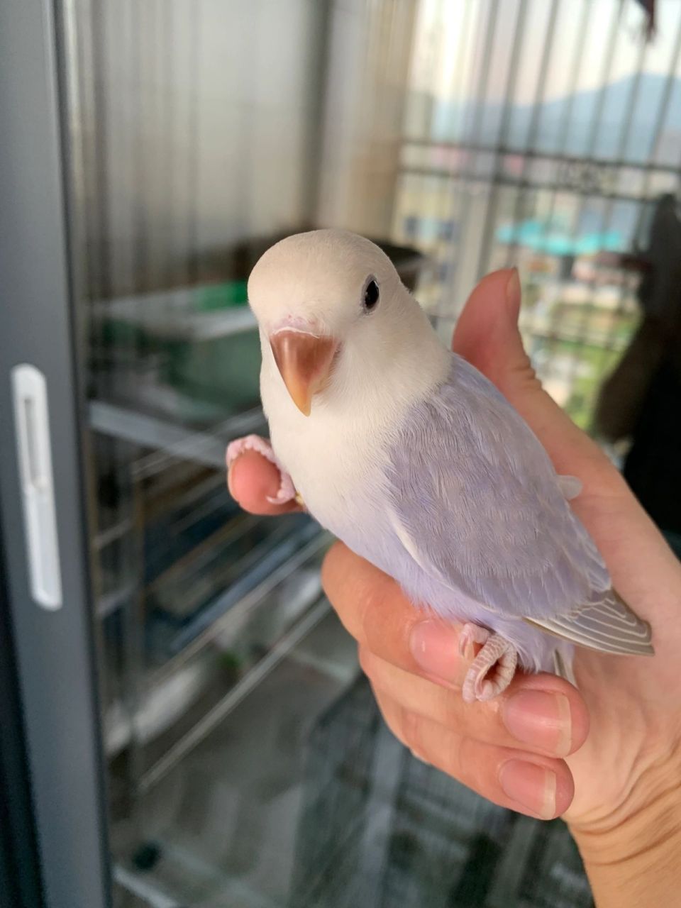 紫薰 紫薰衣草牡丹鹦鹉 紫薰牡丹鹦鹉也挺可爱的