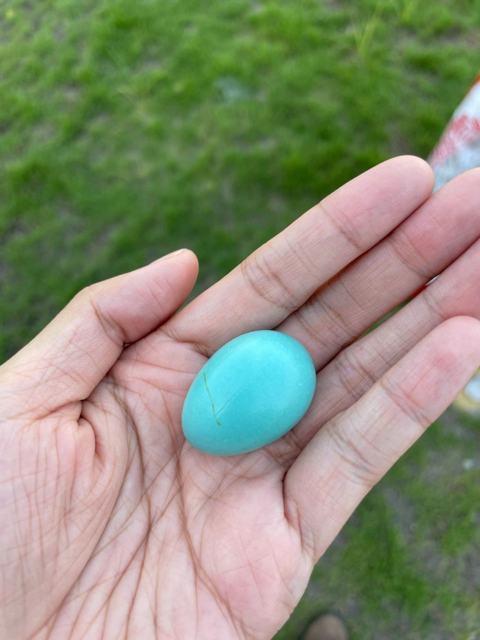 求指导孵化八哥蛋 97今天捡到四个蓝色的鸟蛋,经过