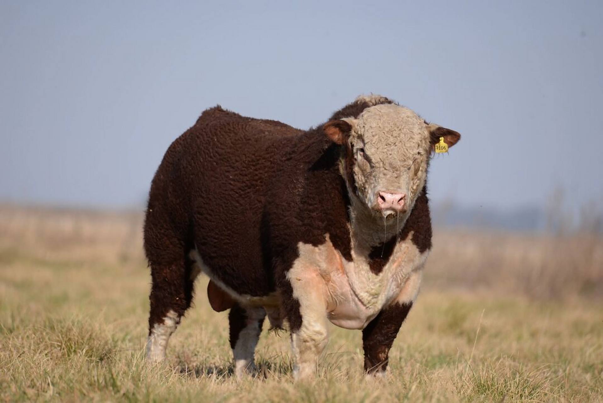 阿根廷牛种介绍—海福特牛   是世界上最富饶的农业