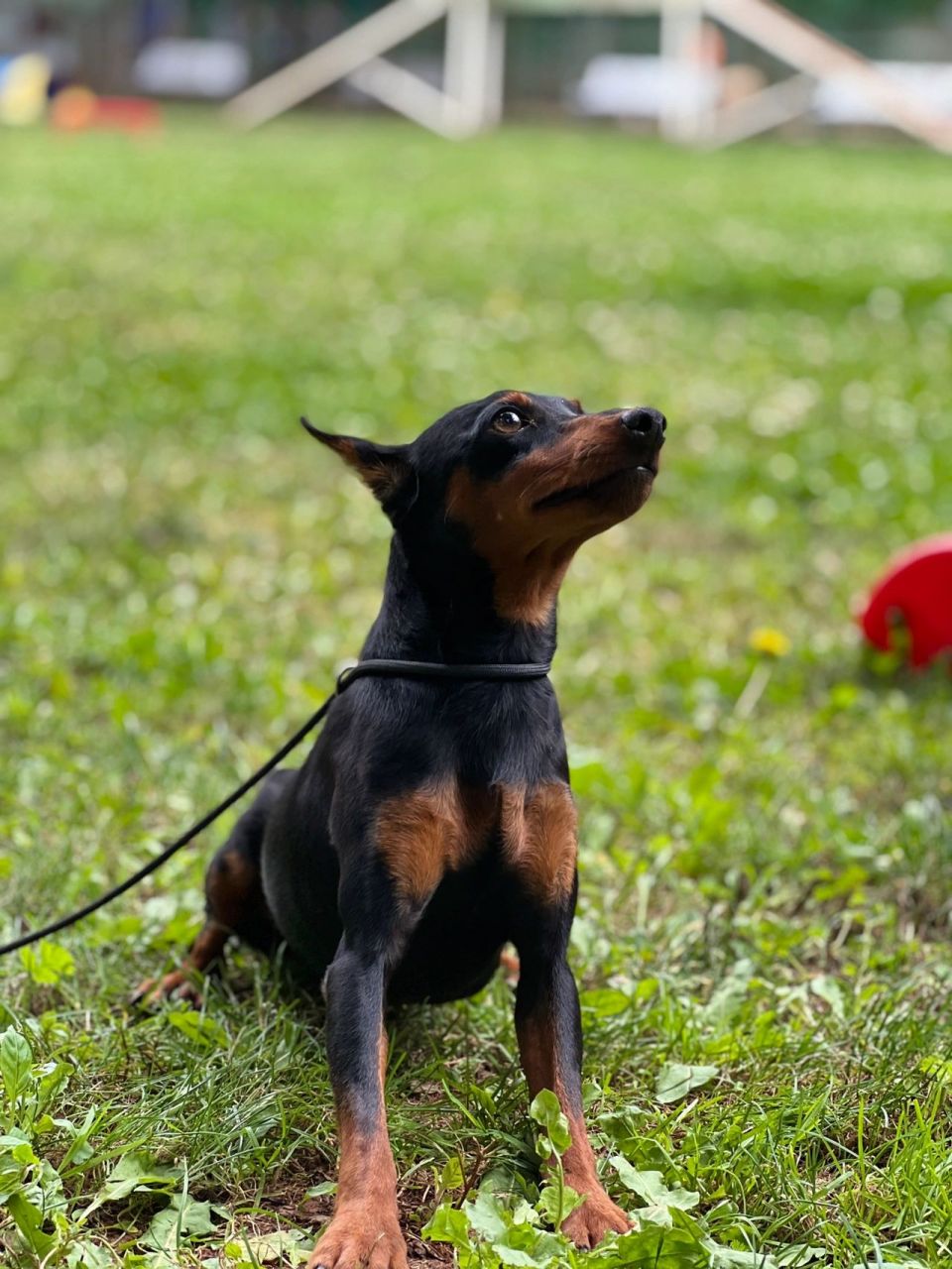 迷你杜宾犬能长多大图片