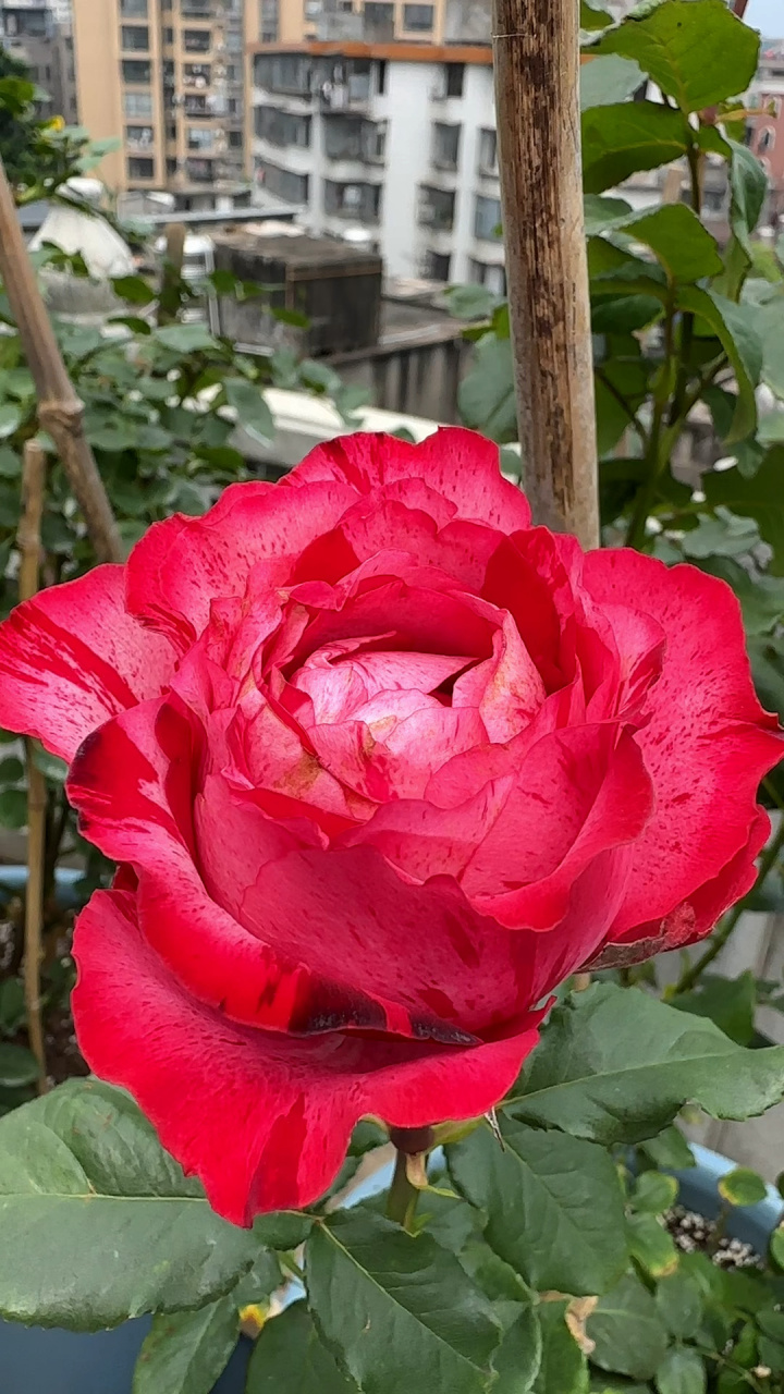 巡园.幸运女神月季