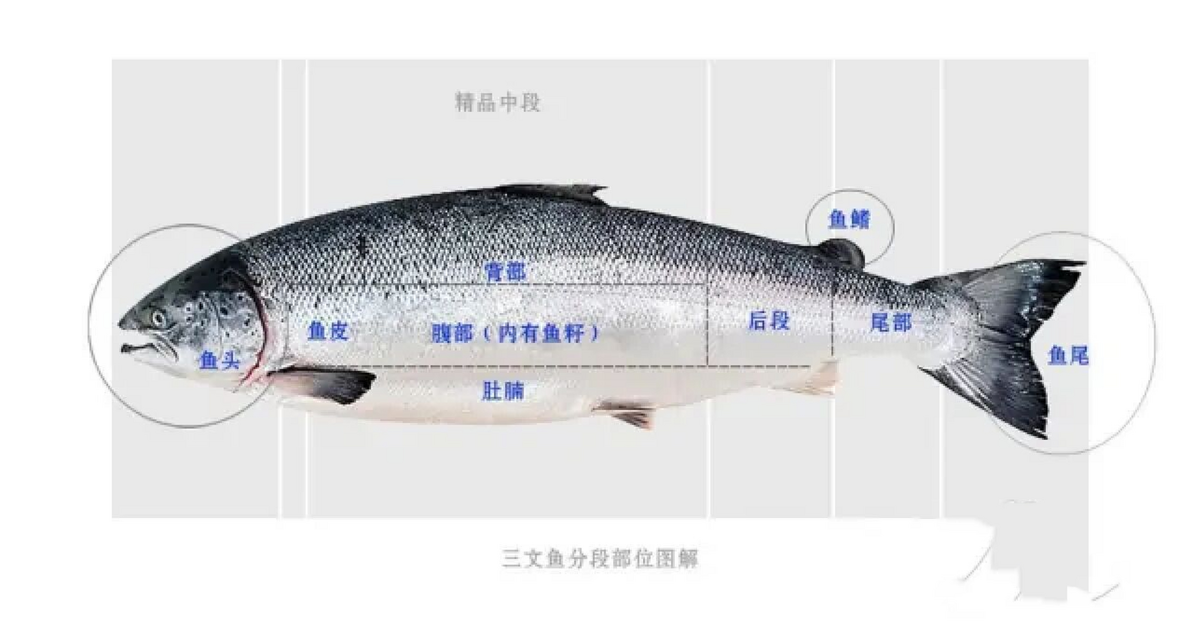 三文鱼部位图解 三文鱼