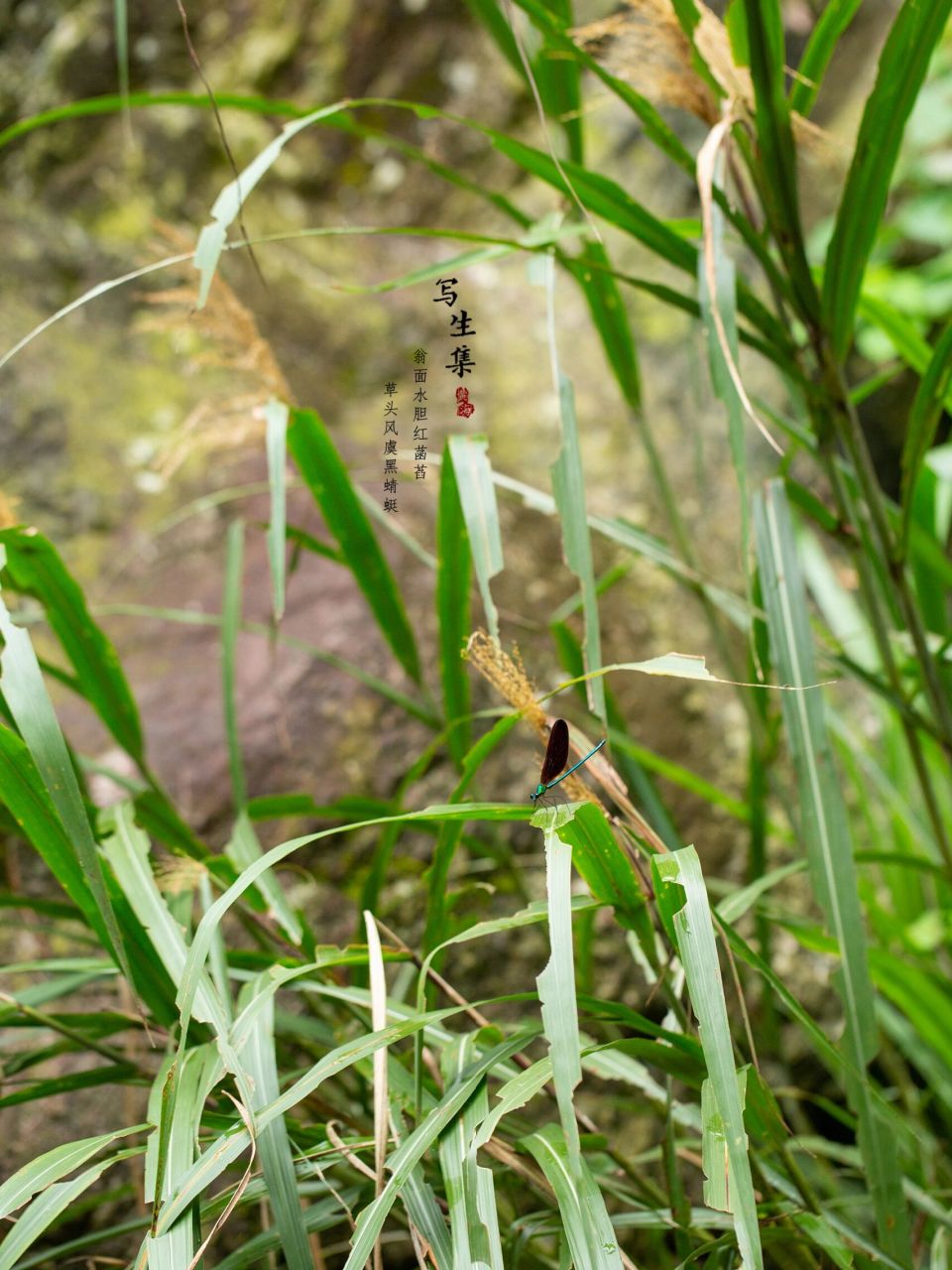 黑蜻蜓图片