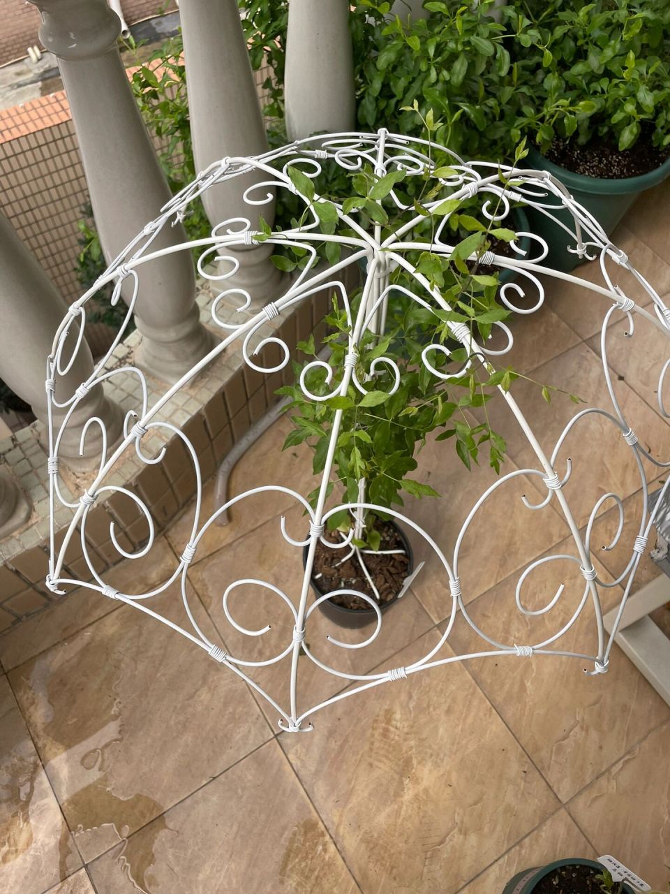 diy自制小花伞爬藤花架,花很喜欢,我手废了 这一棵是铃铛铁线莲,向下