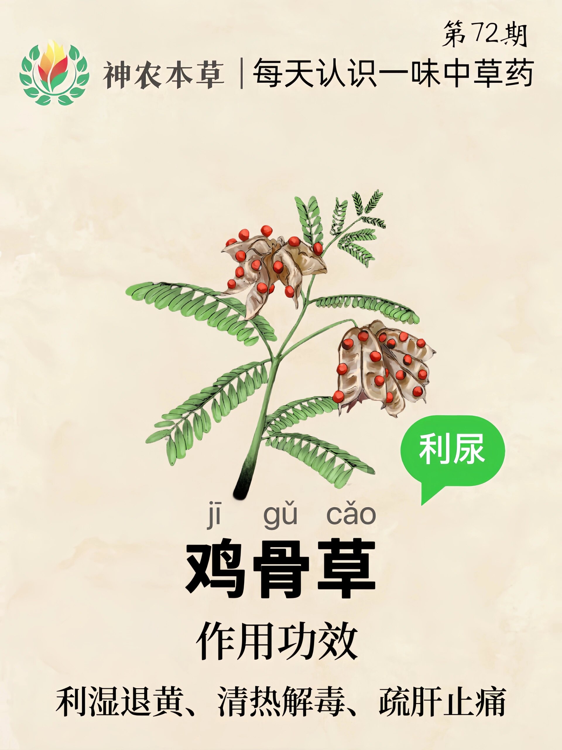第72期61每天认识一味中草药|鸡骨草