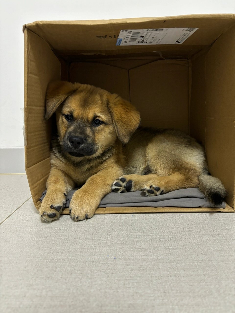 买狗80块 真的只是首付 买狗:80 疫苗全套 犬八联3针 狂犬一针:358 狗