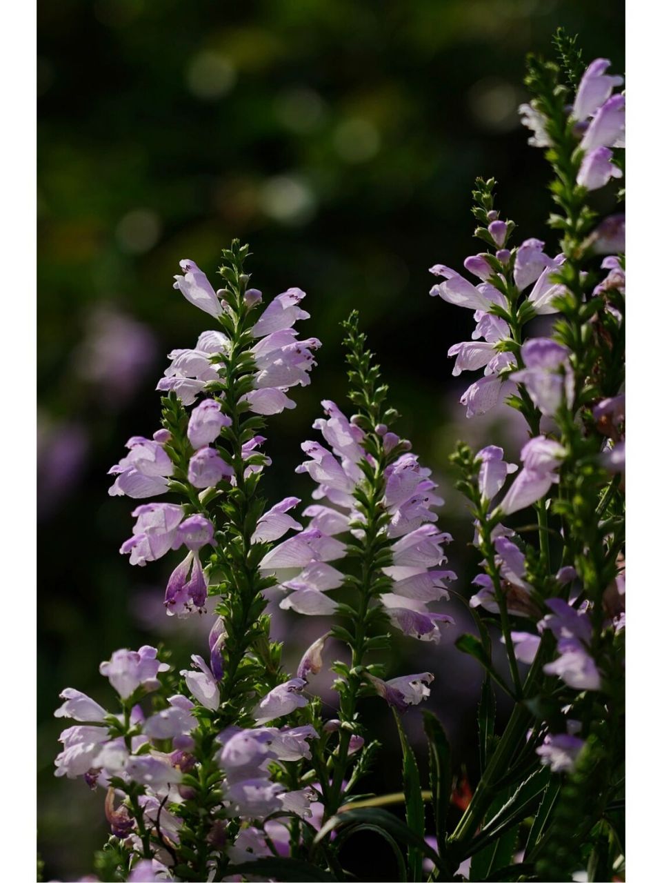 假龙头花|芝麻花|随意草 假龙头花,也名芝麻花,随意草,前者因其顶生