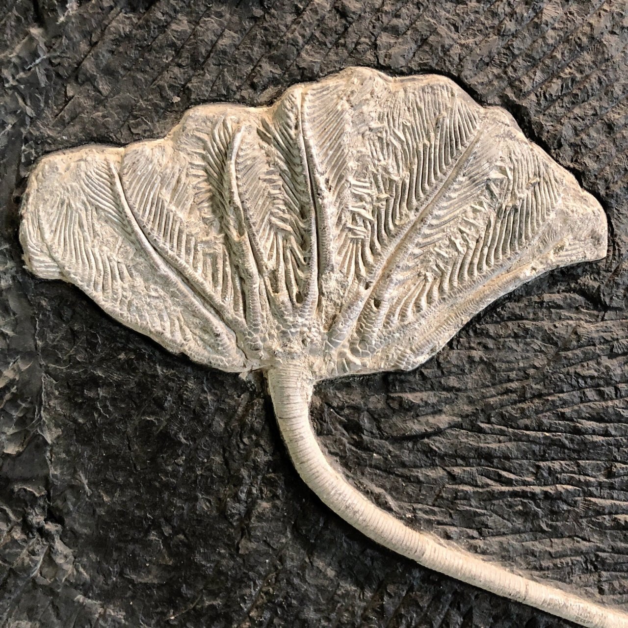 海百合 海百合是一种很古老的海洋辣皮动物生存于距今4.8-2.