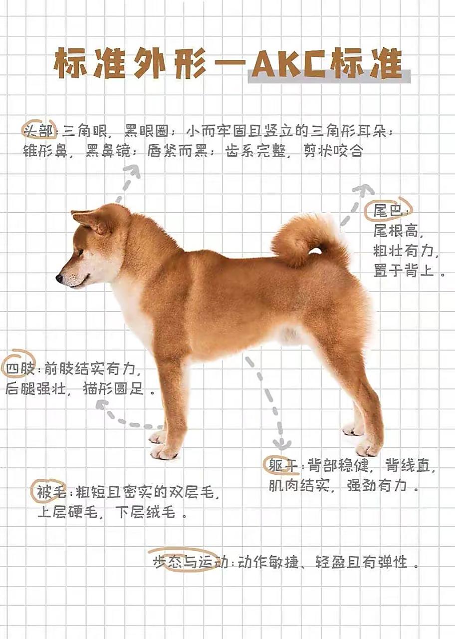 你家的柴犬够标准吗?来参考柴犬分析图!