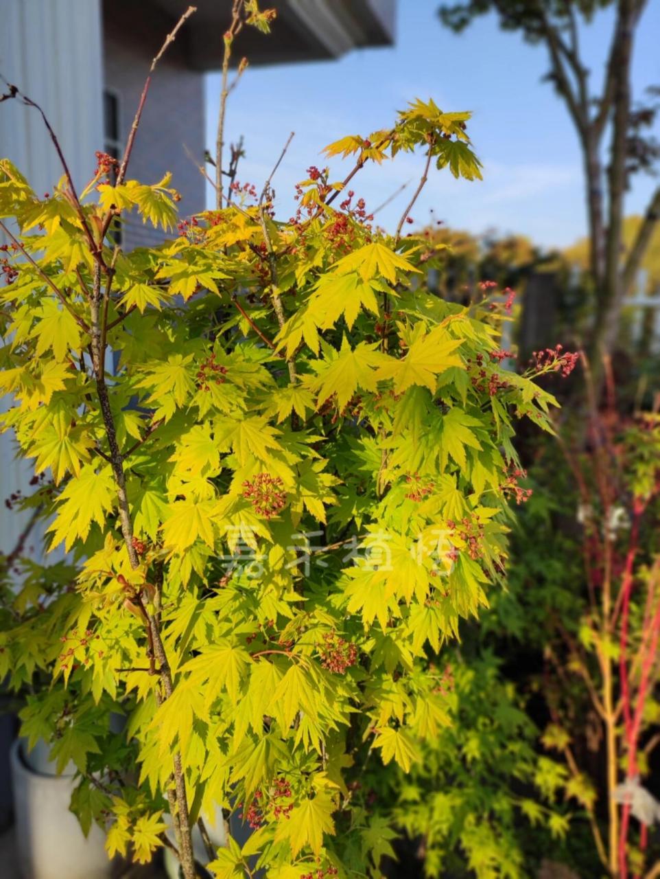 枫树约旦 春季的约旦可真美 耐寒好养,花园必备植物