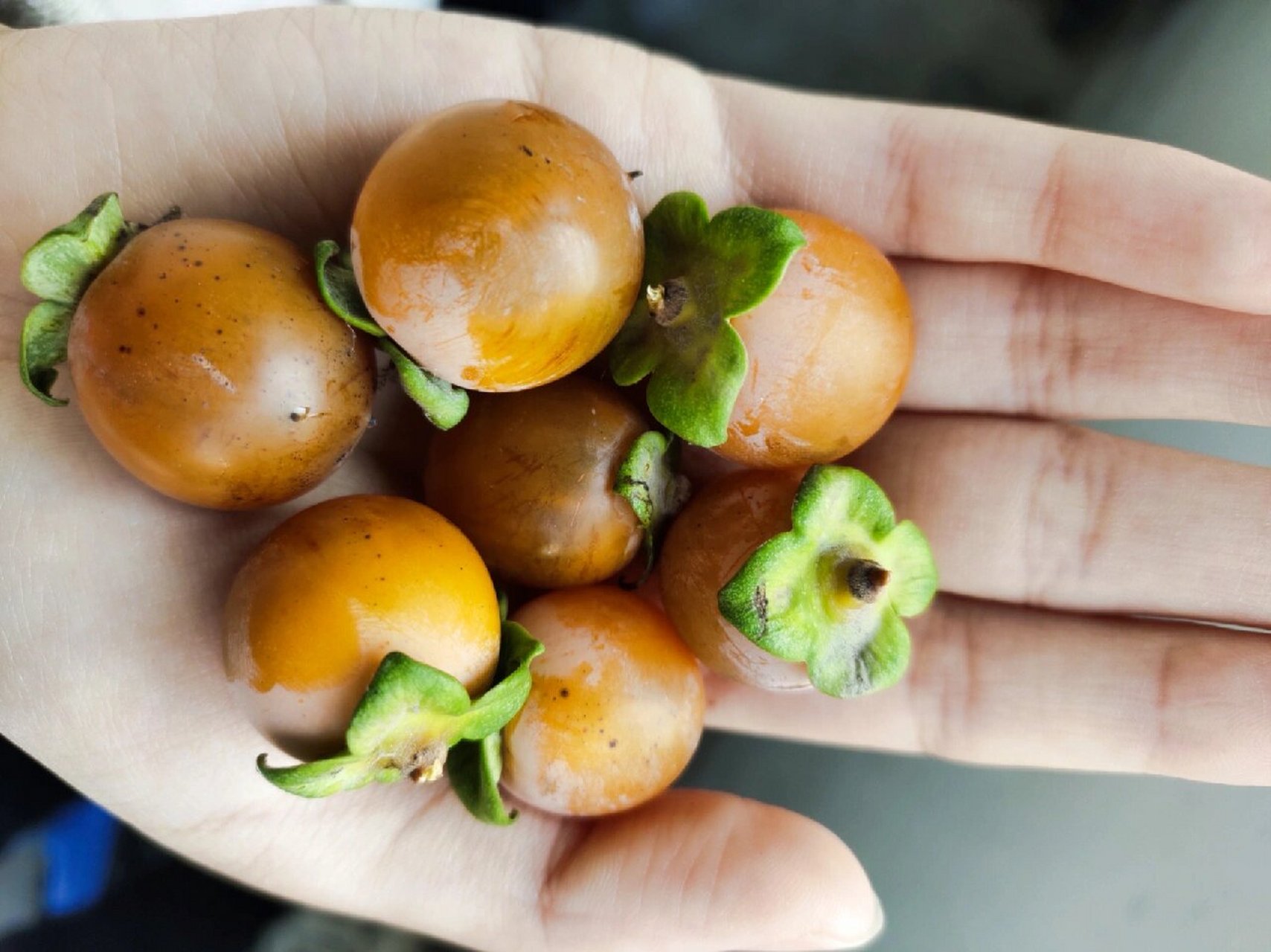 通过各位网友的分享分析,这个应该是:君迁子(diospyros lotus l.