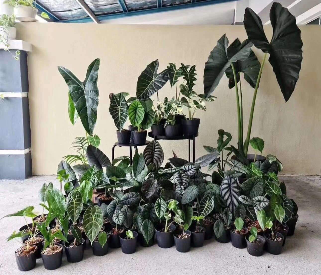 海芋类植物的养护方法 海芋为天南星科(araceae)海芋属(alocasia)