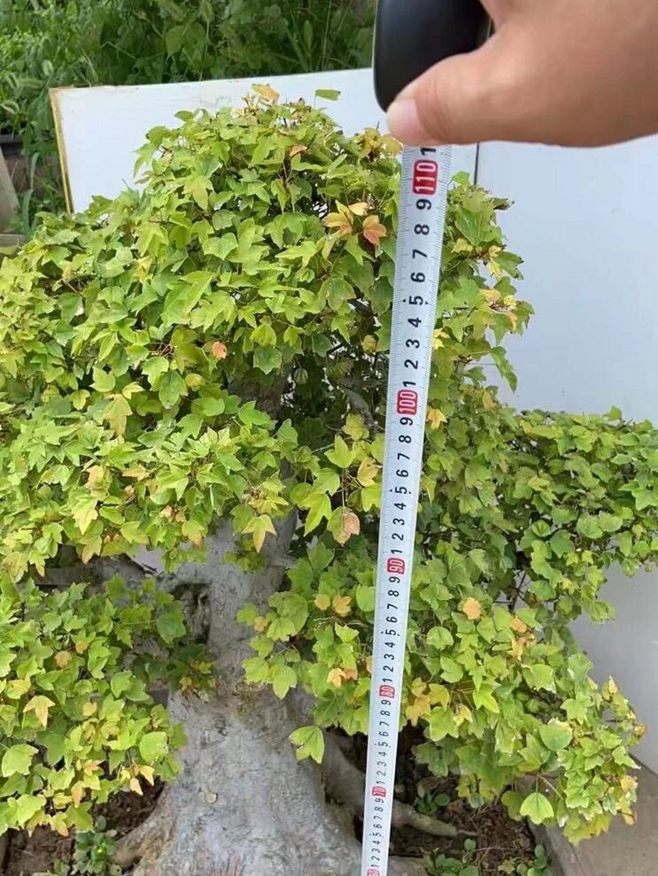 唐枫 三角枫 三角槭,别名:三角枫,拉丁文名:acer buergerianum miq.
